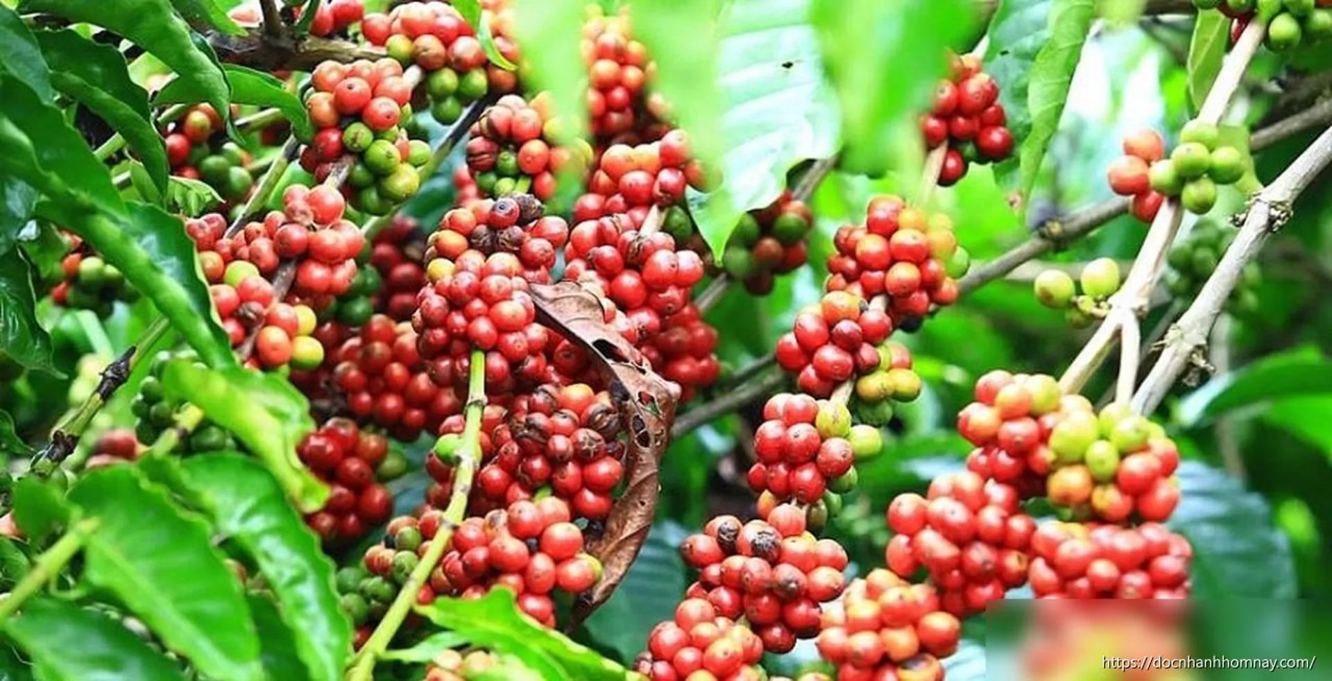 Bản tin nông sản hôm nay (23-6): Giá cà phê tăng nhẹ, hồ tiêu đi ngang
