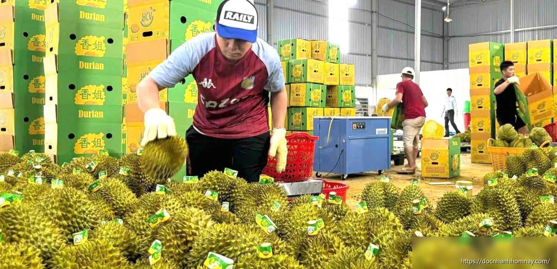 Xuất khẩu rau quả sang Trung Quốc: Hết thời bán nhiều là thắng