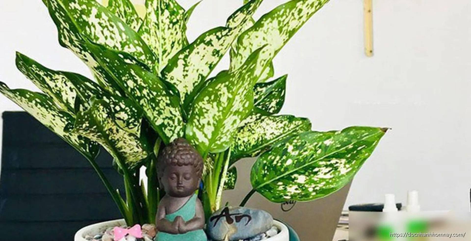 Người tuổi Thìn nên đặt cây gì trên bàn làm việc để hút tài lộc, thăng tiến sự nghiệp?
