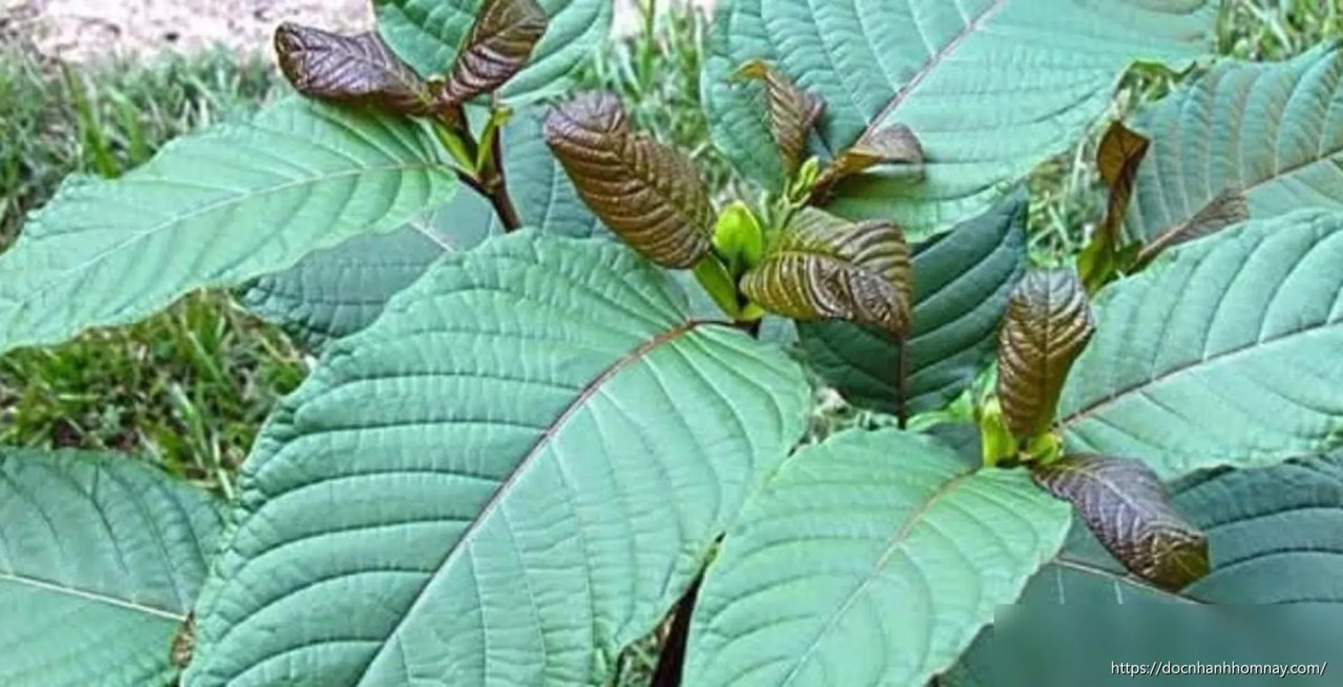 Cảnh báo nguy cơ thẩm lậu lá Kratom chứa chất ma túy vào Quảng Ngãi