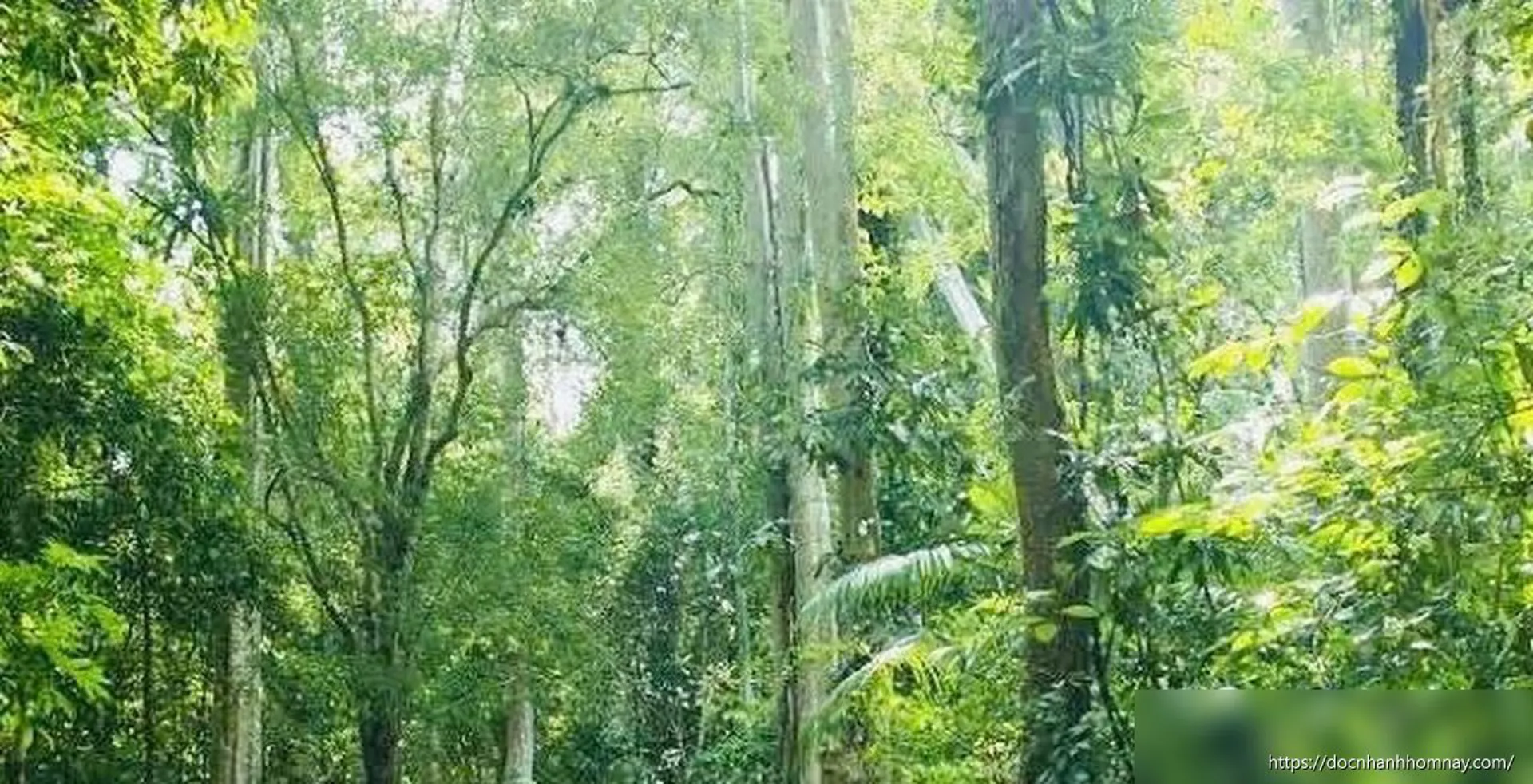 Lâm Đồng thúc tiến độ quản lý rừng bền vững: Xử lý nghiêm chủ rừng chậm trễ