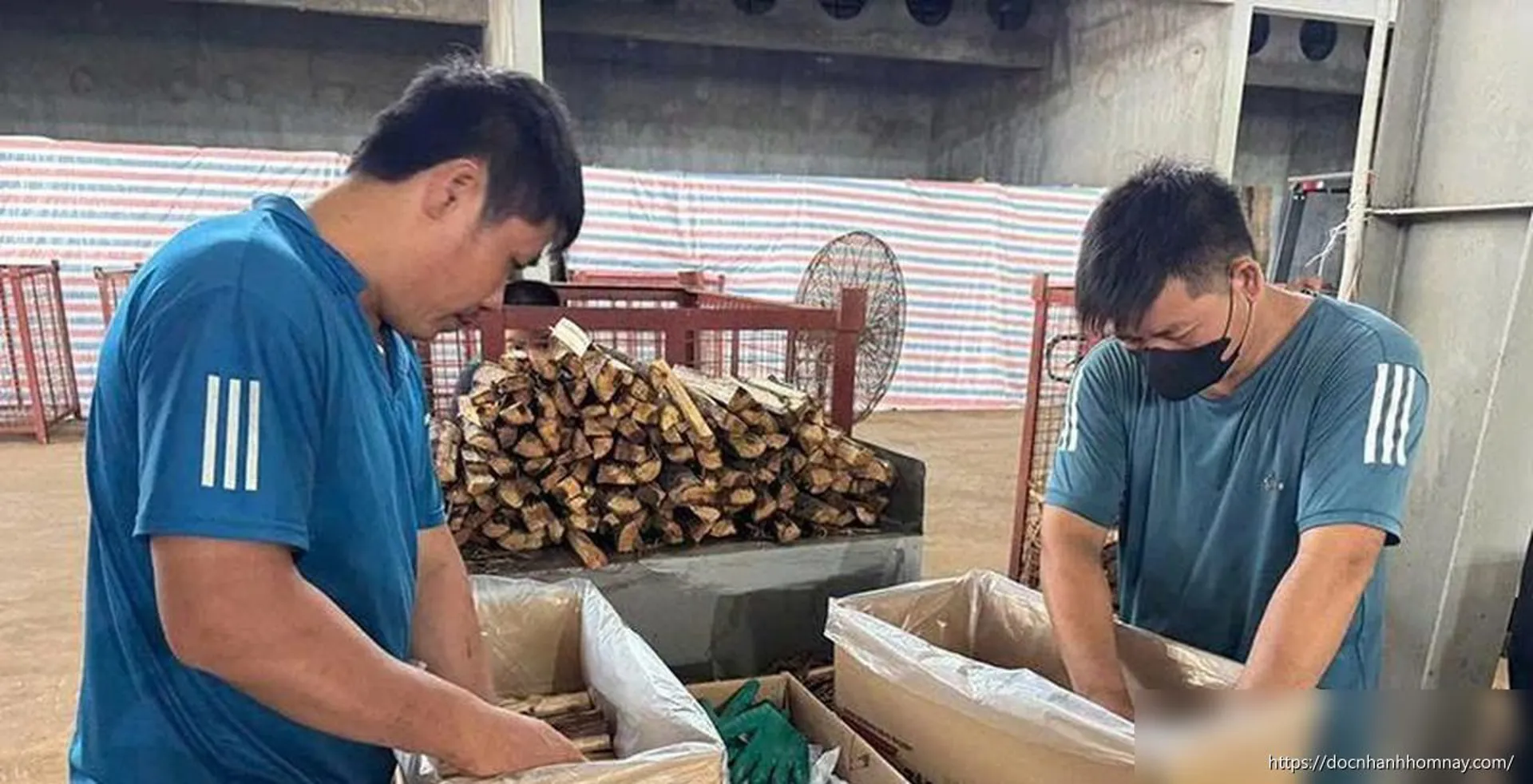 Trồng rừng gắn với chế biến ở Ngọc Trạo: Hướng đi bền vững cho kinh tế lâm nghiệp