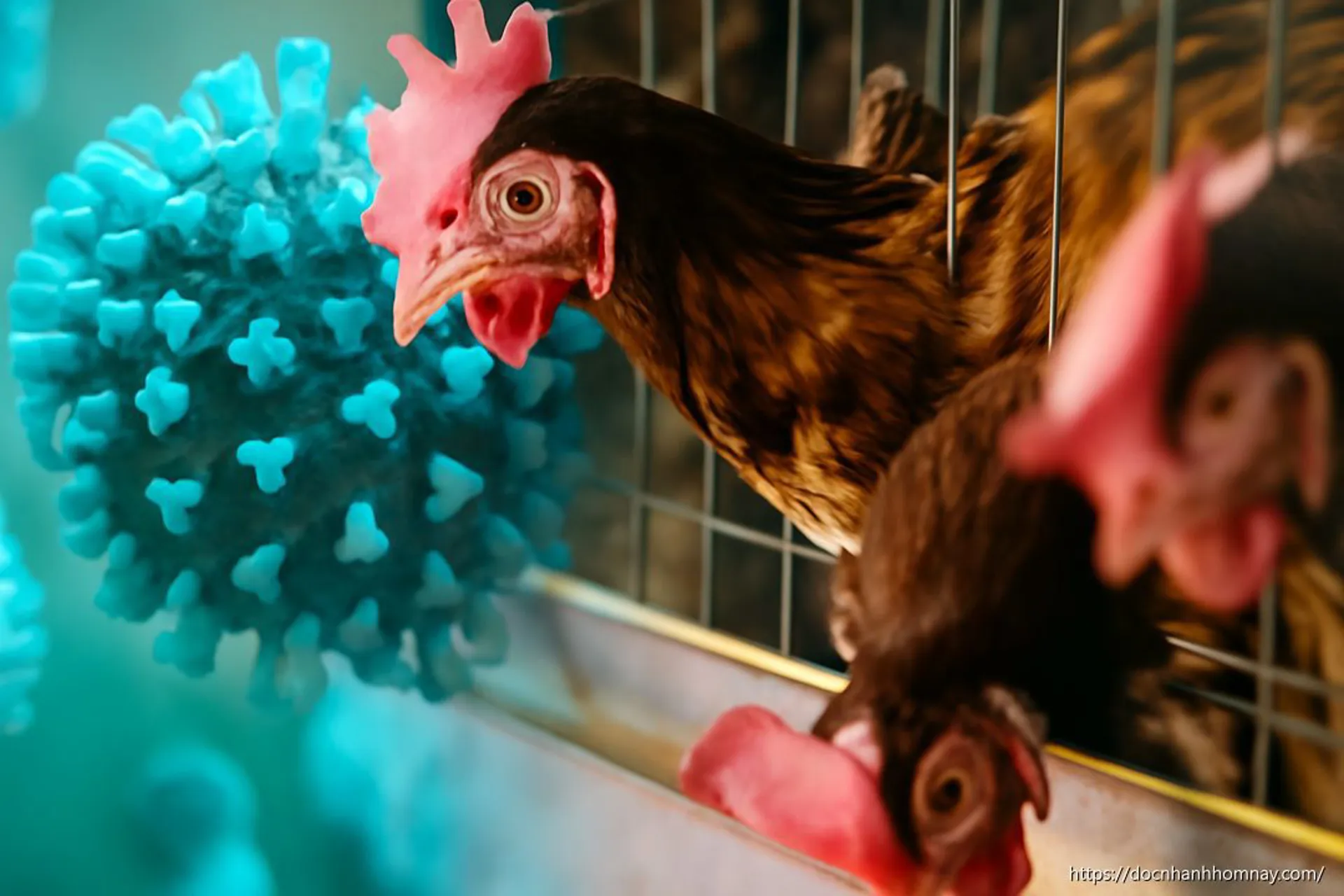 Virus cúm gia cầm H5N1 đã ‘đặt chân’ đến Australia: Cảnh báo đỏ cho hệ sinh thái