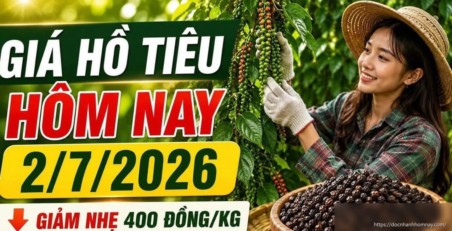 Giá hồ tiêu hôm nay 2/7: Giảm nhẹ 400 đồng/kg, Đắk Lắk mất 2.000 đồng/kg