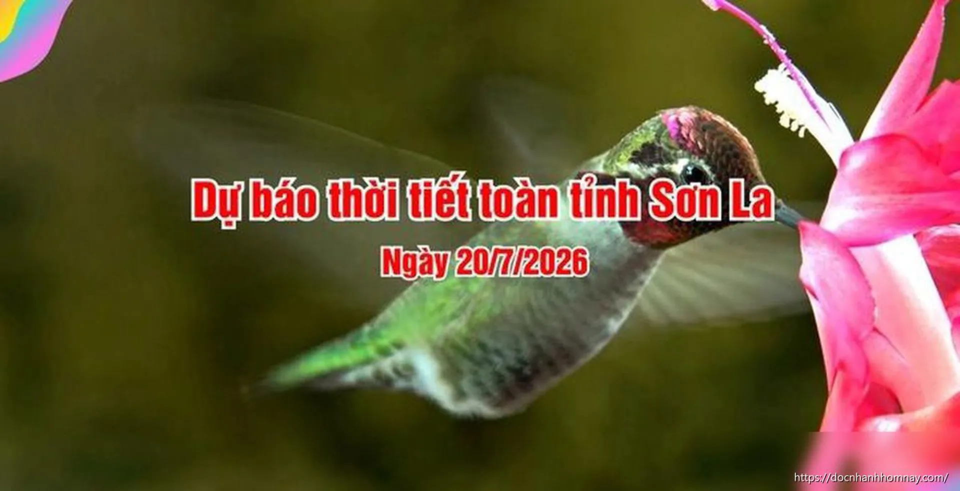 Dự báo thời tiết Sơn La 20/7/2026: Mưa lớn, đề phòng lốc sét