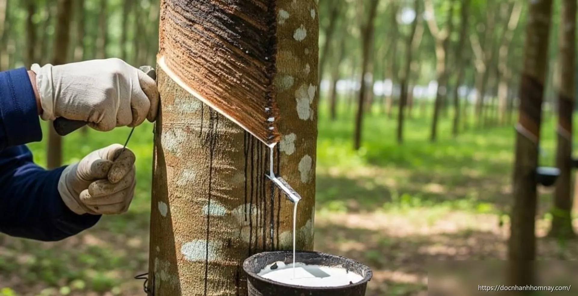 Ngày 8/7: Giá cao su thế giới tiếp tục chuỗi tăng mạnh, trong nước ổn định