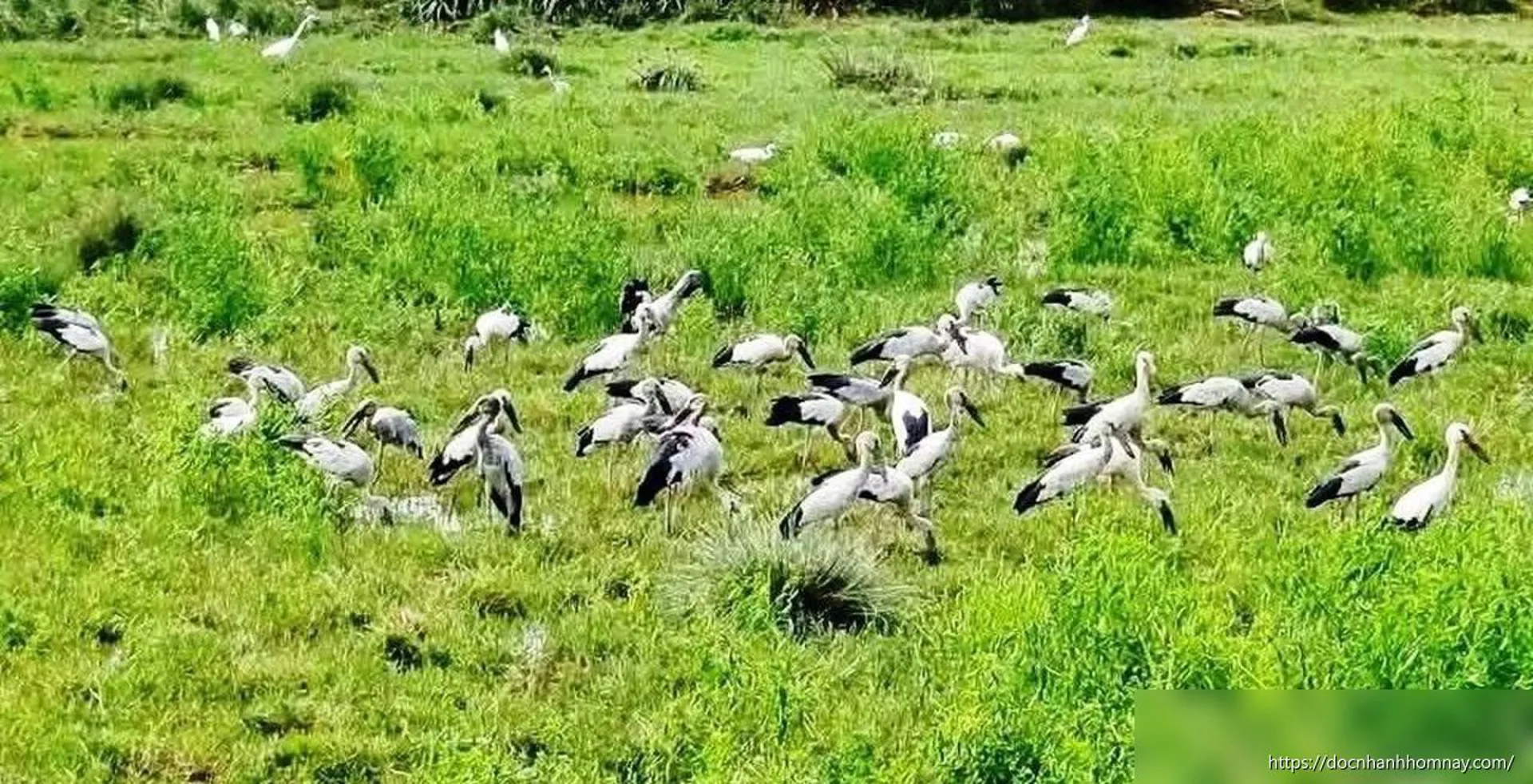 Bảo vệ môi trường sống cho đàn cò ốc tại Tuy Phước