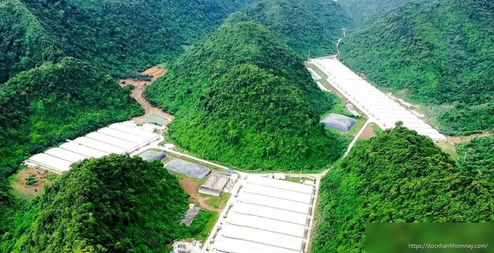 Ba người tử vong trong vụ tai nạn lao động tại trang trại lợn Dabaco