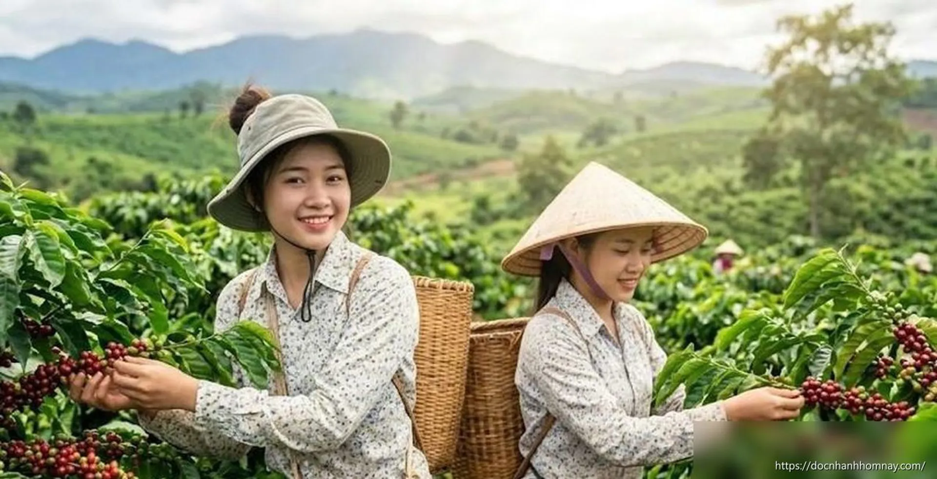 Giá cà phê hôm nay 6/7: Đi ngang vùng cao, nông dân và doanh nghiệp cùng chờ tín hiệu