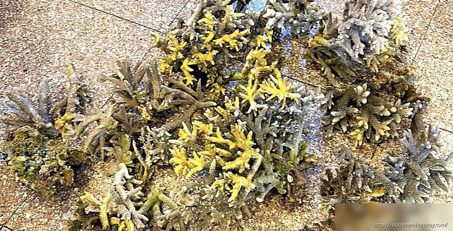 Hai du khách bẻ hơn 10 kg san hô ở biển Nha Trang bị phạt 50 triệu đồng