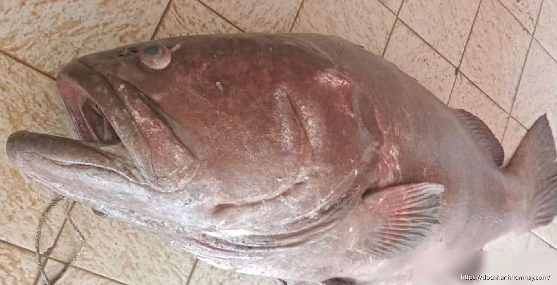 Ngư dân Indonesia bắt được cá mú khổng lồ 120kg, bán gần 15 triệu đồng
