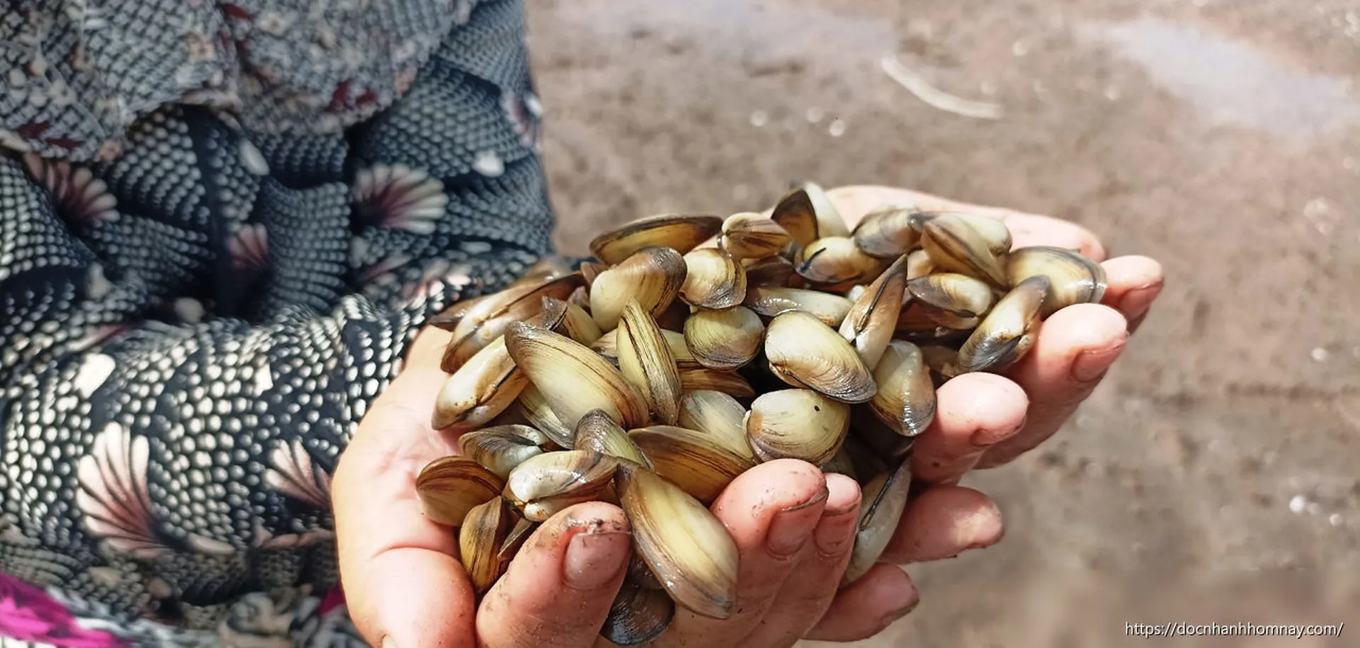 Luyện mắt tinh, tay nhanh: Người dân Ninh Bình săn 'lộc trời' dưới lớp cát