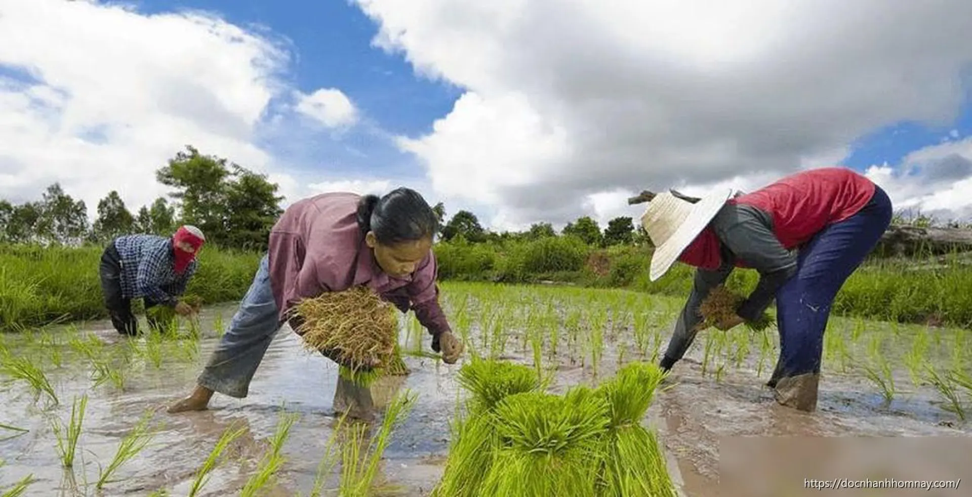 Khoảng 1/3 dân số thế giới không đủ khả năng chi trả chế độ ăn uống lành mạnh