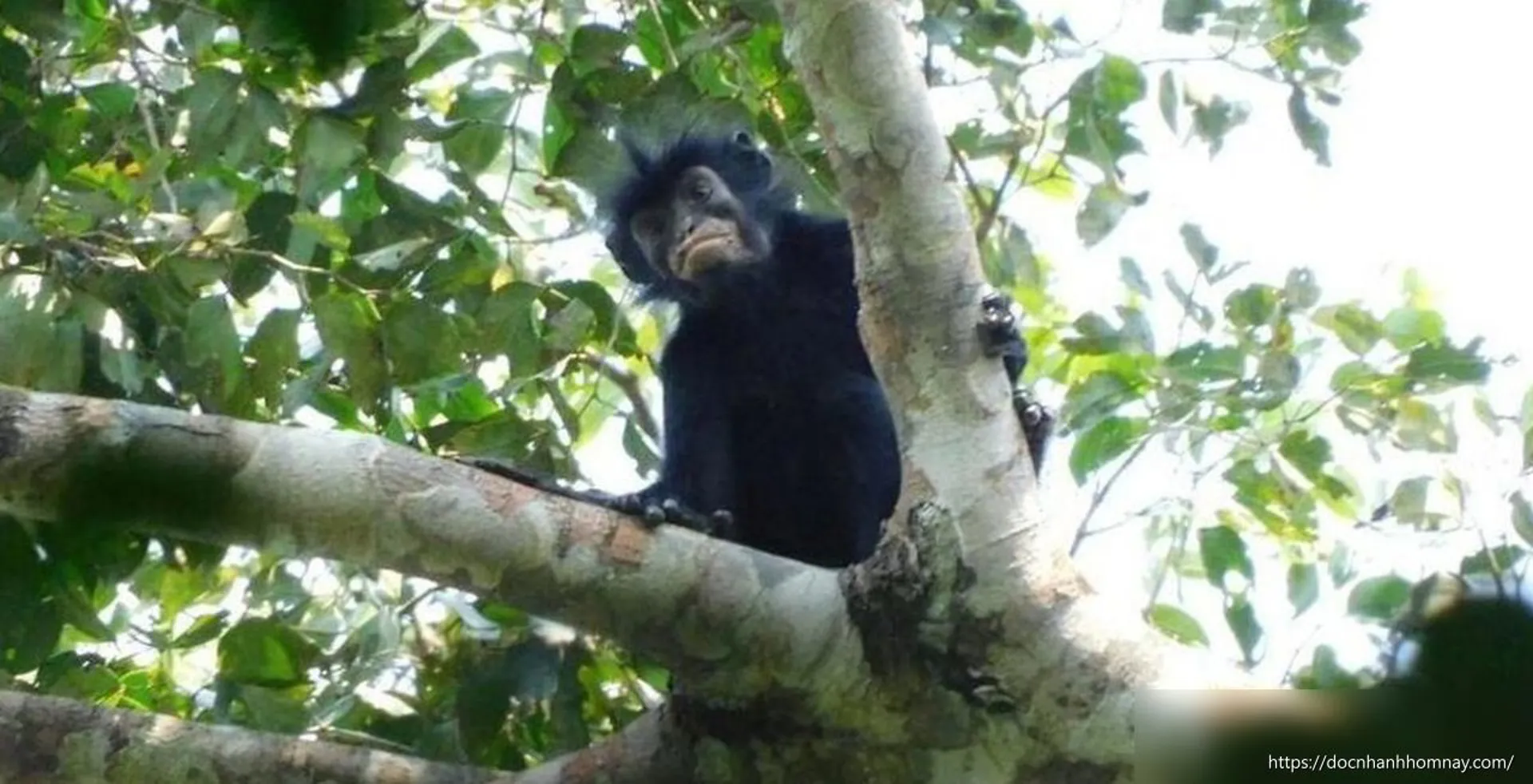 Phát hiện loài khỉ mới có môi màu cam hồng rực rỡ, ẩn sâu giữa lõi rừng Congo