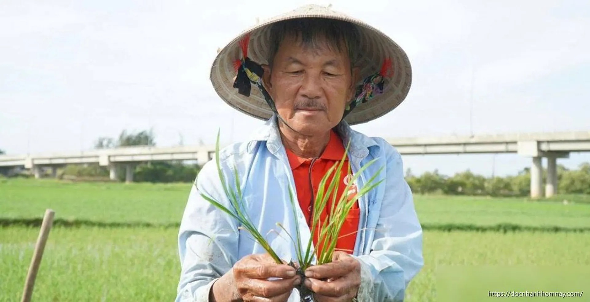 Ruộng lúa bên sông Trà chết khô, nông dân nguy cơ mất trắng